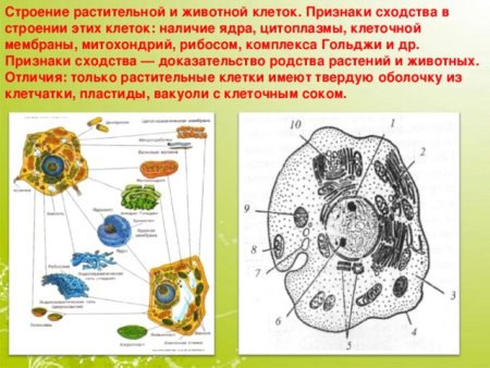 Схема различия растительной и животной клетки
