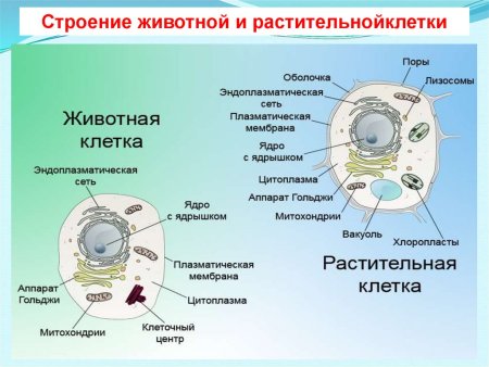 Чем клетка растений отличается от клетки животных