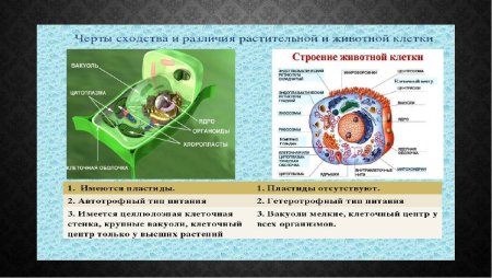 Различия животной и растительной клетки таблица 10 класс