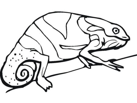 Хамелеон раскраска для детей