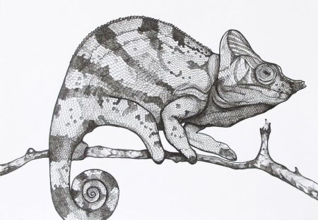 Хамелеон черно белый