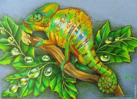 Хамелеон цветными карандашами