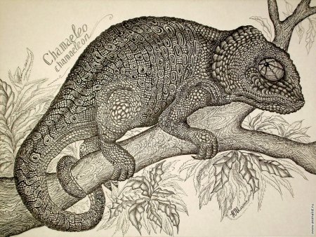 Рептилии Графика