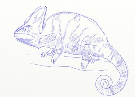 Хамелеон карандашом