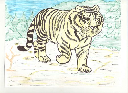 Рисунок Амурского тигра