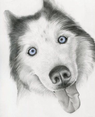 Красивые рисунки хаски