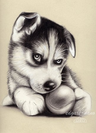 Хаски рисунок