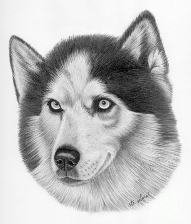 Хаски карандашом