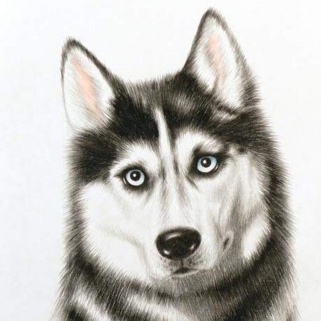 Наоми Лорд собаки