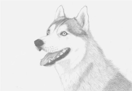 Лайка рисунок карандашом