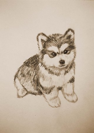 Аляскинский маламут рисунок