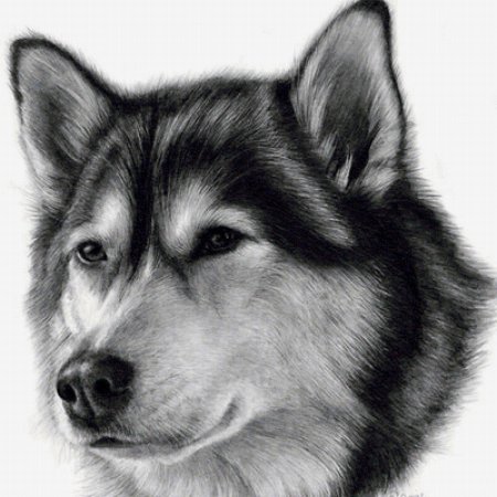 Собака рисунок карандашом