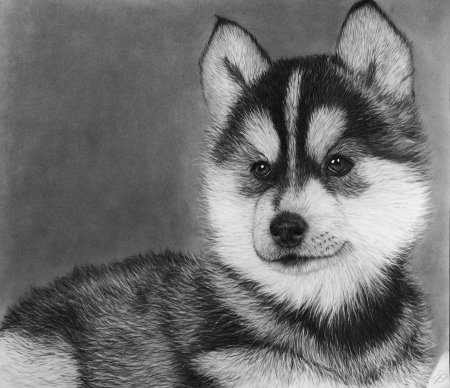 Животные рисунки