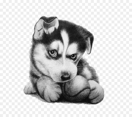 Рисунок собаки карандашом для срисовки