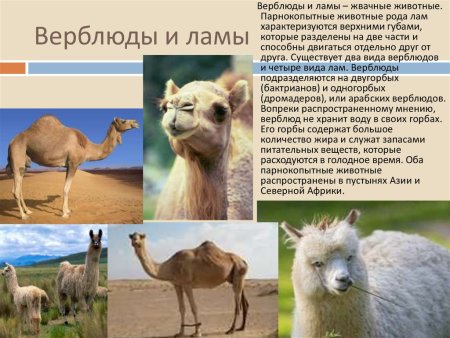 Лама краткая информация