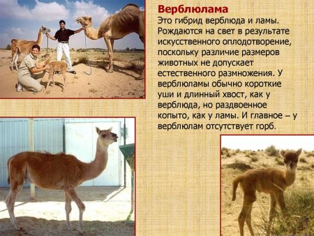 Верблюлама гибрид
