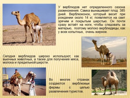 Селекция двугорбый верблюд