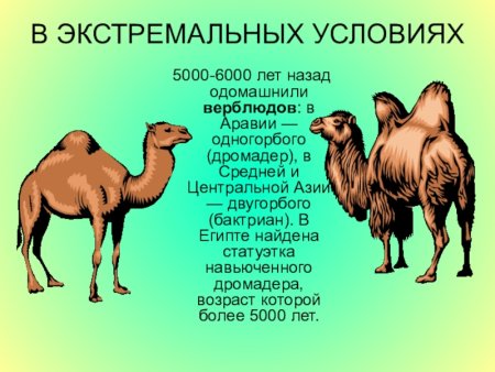 Верблюд двугорбый Челябинский