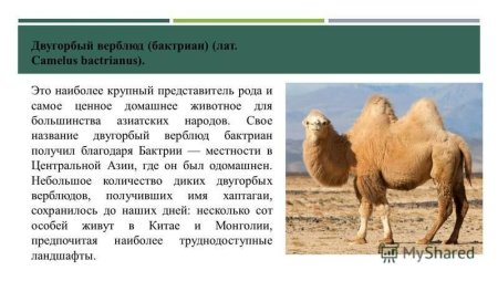 Загадка про верблюда для детей