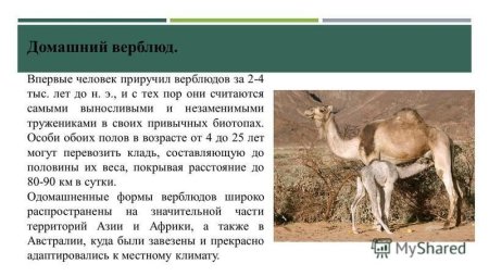 Верблюд из книжки