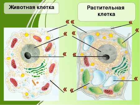 Походка верблюда