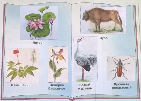 Верблюд скетч