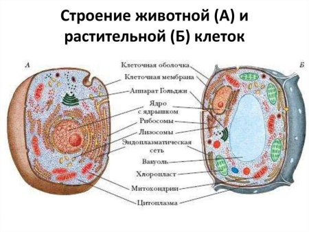 Стилизованный верблюд