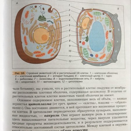 Аппликация верблюд