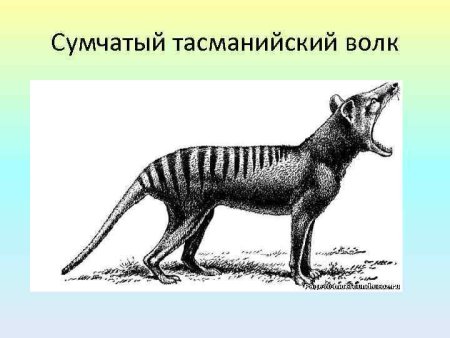 Зебра квагга