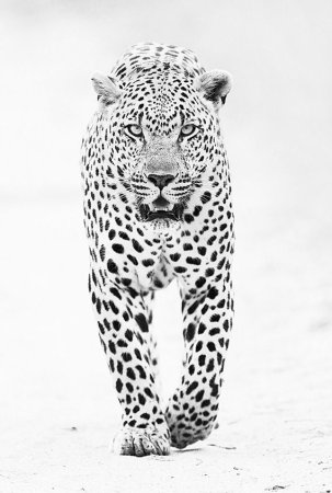 Леопард черно белый