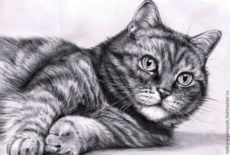 Кошка карандашом