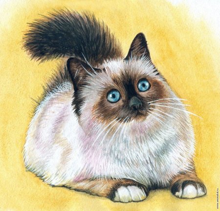 Животные рисунки