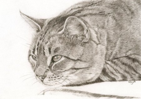 Рисунки карандашом животные кошки