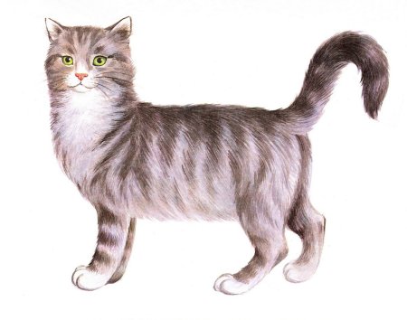 Дошниеживотные для детей