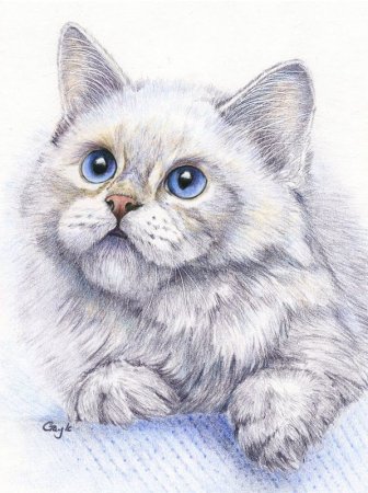 Кгшка цветными карандашами