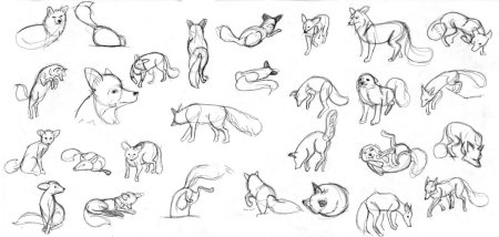 Животные в разных позах