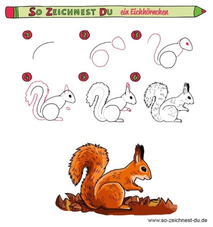 Белка поэтапное рисование