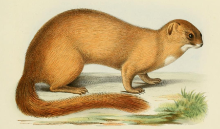 Ласка картина