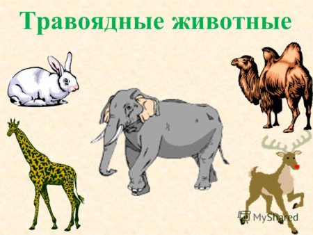 Травоядные животные для дошкольников
