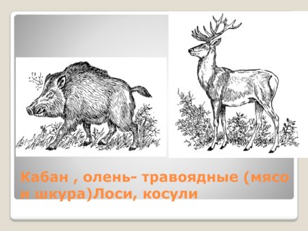 Травоядные животные рисунки