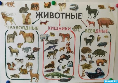 Травоядные животные для детей