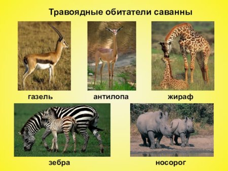 Травоядные обитатели саванны