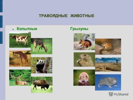 Травоядные домашние животные