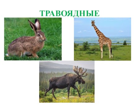 Травоядные животные леса