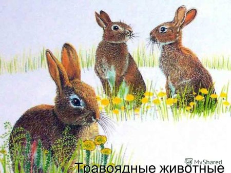 Растительноядный заяц