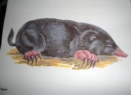 Крот живопись
