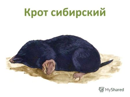 Сибирский Крот