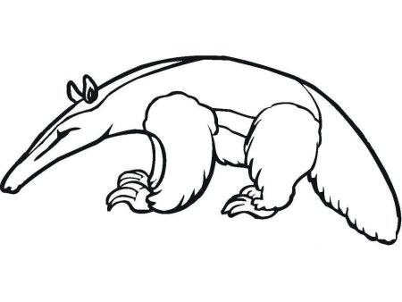 Муравьед рисунок