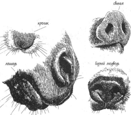 Кошачий нос зарисовки