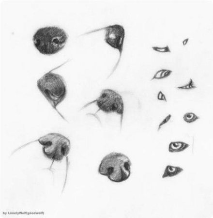 Нос собаки карандашом